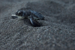 Baby sea turtle