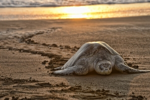 A turtle comes to shore to lay her eggs during an arribada at Playa Ostianal.  Photo by Lindsay Fendt