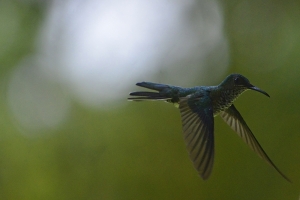 A hummingbird darts around in the forest in La Fortuna, Costa Rica.