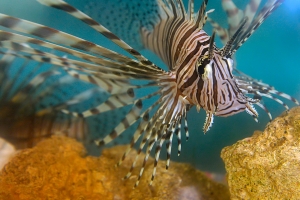 CRLionFish01