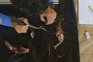 Andrés Hernández picks through the stomachs of dead lionfish to determine the quantity and type of fish they recently ate. In addition to catching lionfish, Hernández is in charge of logging and mantaining data for each lionfish caught by the association. They plan to give the information they've collected to the University of Costa Rica in order to kickstart research into better ways to fight off the invasive species.