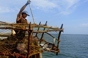 Cristóbal Velasco spears fish inside a nasa, a traditional wooden fish trap used by fishermen in the Costa Rican Caribbean. With their ability to rest at profound depths, nasas have proven effective traps for lionfish which have invaded many of the areas that lobsters used to inhabit.