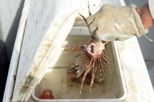 Fishermen toss a lionfish into a cooler after pulling it from a Nasa off the coast of Manzanillo National Wildlife Refuge. Nasas have proven so effective as lionfish traps that the United Nations Development Program recently donated money to develop a program using the traps to eradicate lionfish.