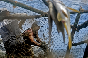 Wilfred McDonald and Cristóbal Velasco haul nasas on board the Sea Flower V. Though adept at trapping lionfish, nasas are an expensive investment costing up to $90 a trap. APACS provides its members with Nasas if they agree to donate the lionfish they catch to the association for research and sale. Fishermen are allowed to keep the other fish and lobsters that they trap.