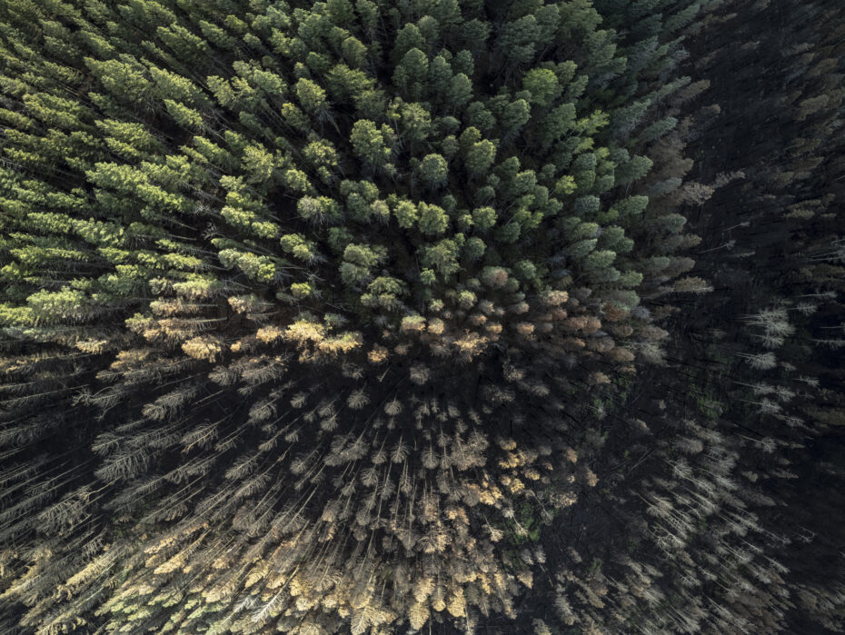 A drone view shows the sharp divide between burned and unburned forest near the village of Holman. Nadav Soroker/Searchlight New Mexico